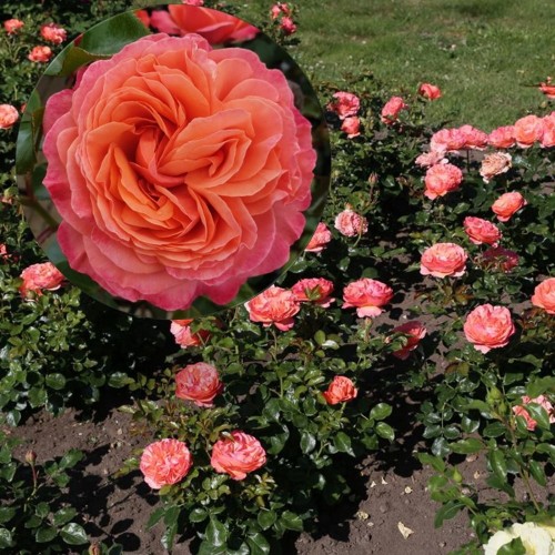 Rosa 'Coral Lions-Rose' - Roos 'Coral Lions-Rose' C3/3L